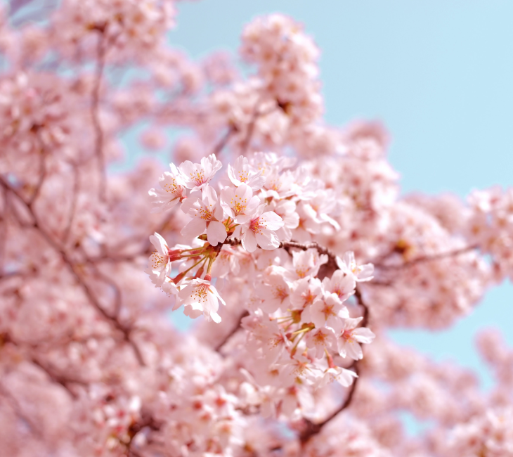 桜